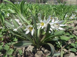 080305　ヒロハノアマナの花