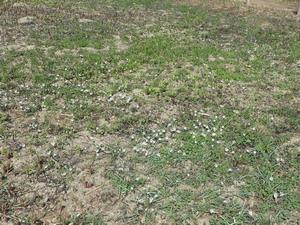 080305　アマナの群落