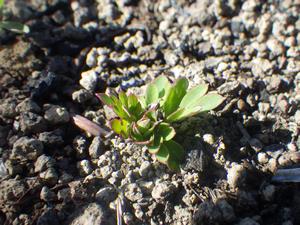 080305　ジロボウエンゴサクの花芽