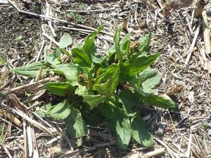 080305　蕾を出し始めたスイバ