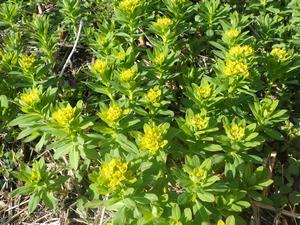 080312 ノウルシの群落