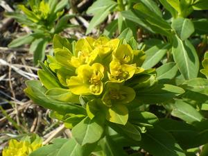 080312 開花しているノウルシ