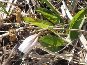 080312 アマナの花