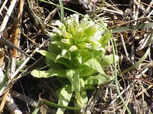 080312　フキの雌株