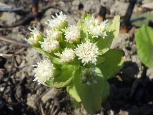 080312　フキの雄株