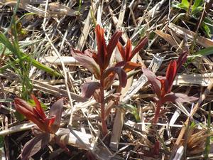 080312　トモエソウの芽吹き