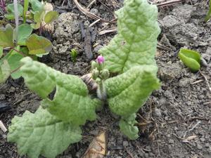 080313　サクラソウの蕾