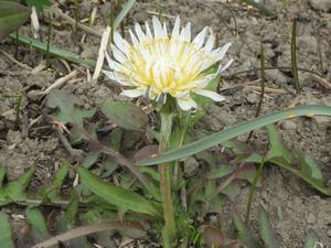 080316　シロバナタンポポの花