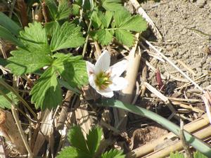 080324　アマナの花