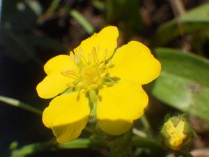 080403　ミツバツチグリの花