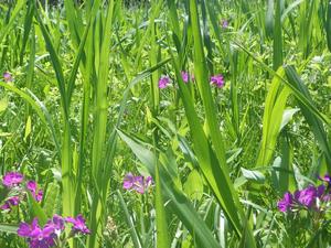080407-8　周囲の植物に隠れつつあるサクラソウ