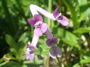 080407-8　ジロボウエンゴサクの花