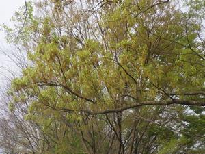 080407-8　クヌギの花　遠景