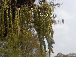 080407-8　クヌギの花