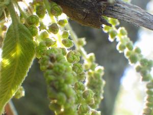 080407-8　クヌギの花　雄花