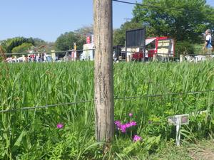 080411　サクラソウの背後に見えるさくら草まつりの出店