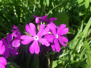 080411　サクラソウの花