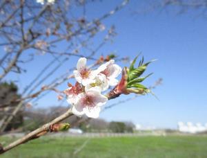 サクラの花1