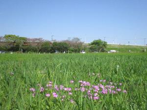 4月7日自生地