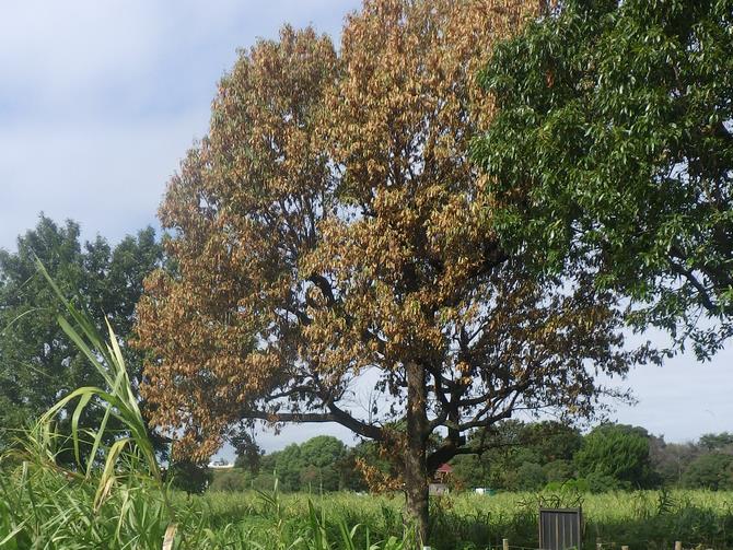 さいたま市／ナラ枯れへの対応について