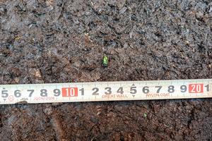 植物遺体、昆虫出土状況(20241101)