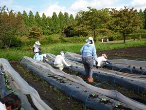 農業研修の様子(苗の植え付け)