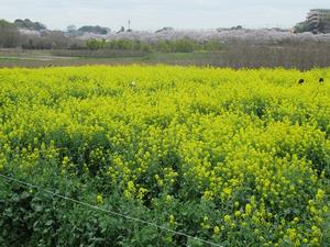 昨年の開花の様子(緑区会場)