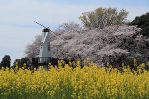 北区　菜の花畑