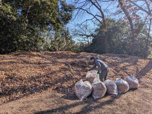 落ち葉採取風景