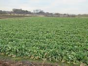 20260210緑区全体