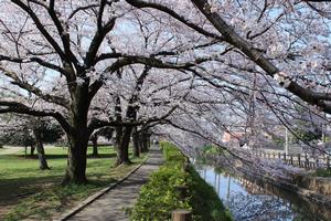 桜　西縁
