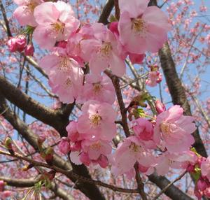 桜　みやび
