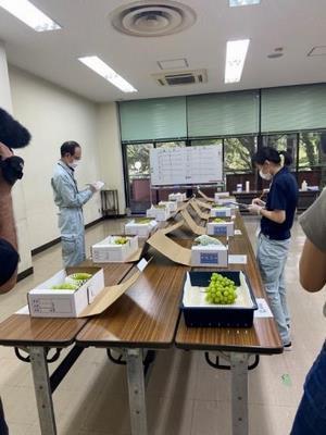ぶどう共進会様子