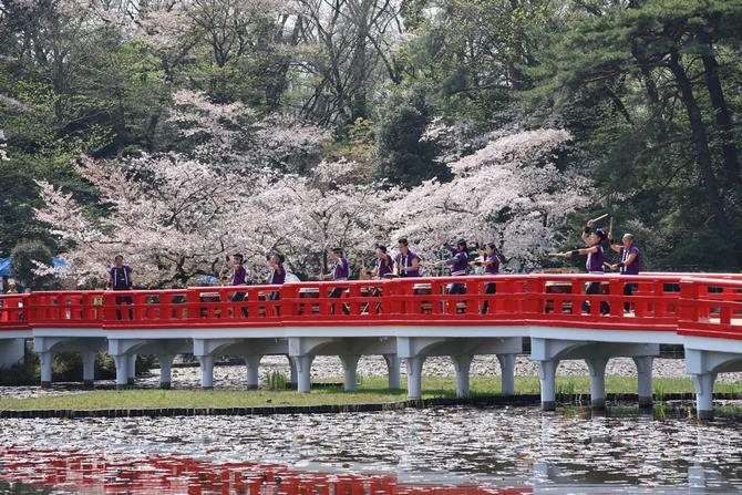 sakura