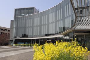 市民広場の菜の花