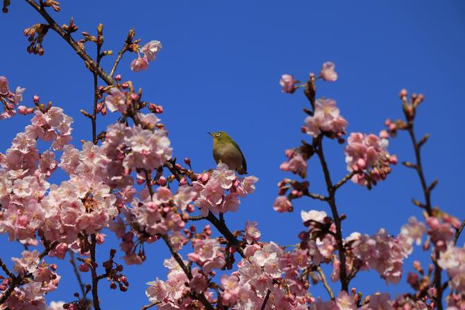 別所沼公園