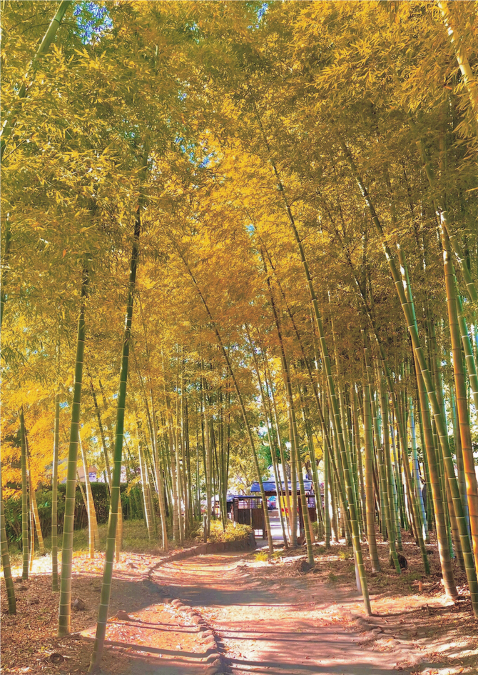 さいたま市／（令和6年11月6日発表）「夏休み さいたま自然再発見!! 小