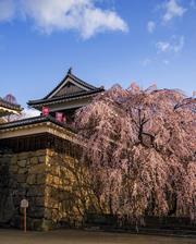 上田