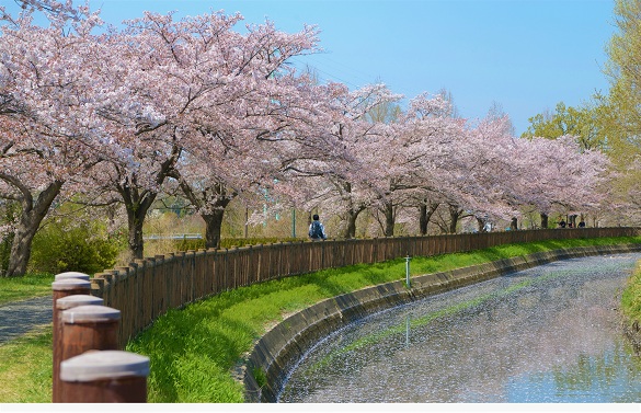 桜回廊