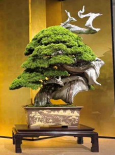 盆栽