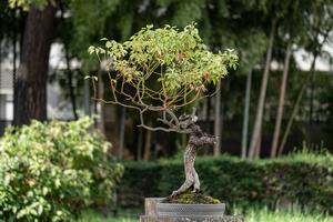楠_九霞園