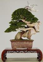 真柏 銘「龍王」