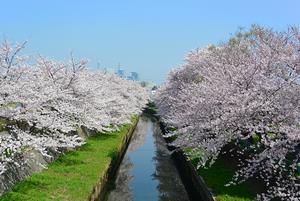 鴻沼川（中央区鈴谷）