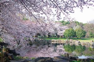 見沼氷川公園（緑区見沼）