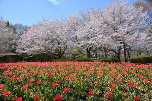 大宮花の丘農林公苑2