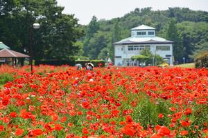 大宮花の丘農林公苑4