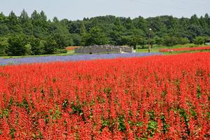 大宮花の丘農林公苑5