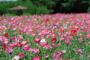 大宮花の丘農林公苑6