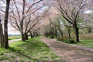 三橋総合公園3