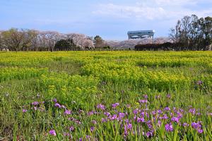 田島ケ原サクラソウ自生地